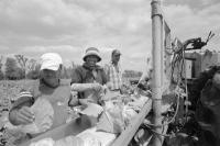 harvesting cabbage Zellwood 